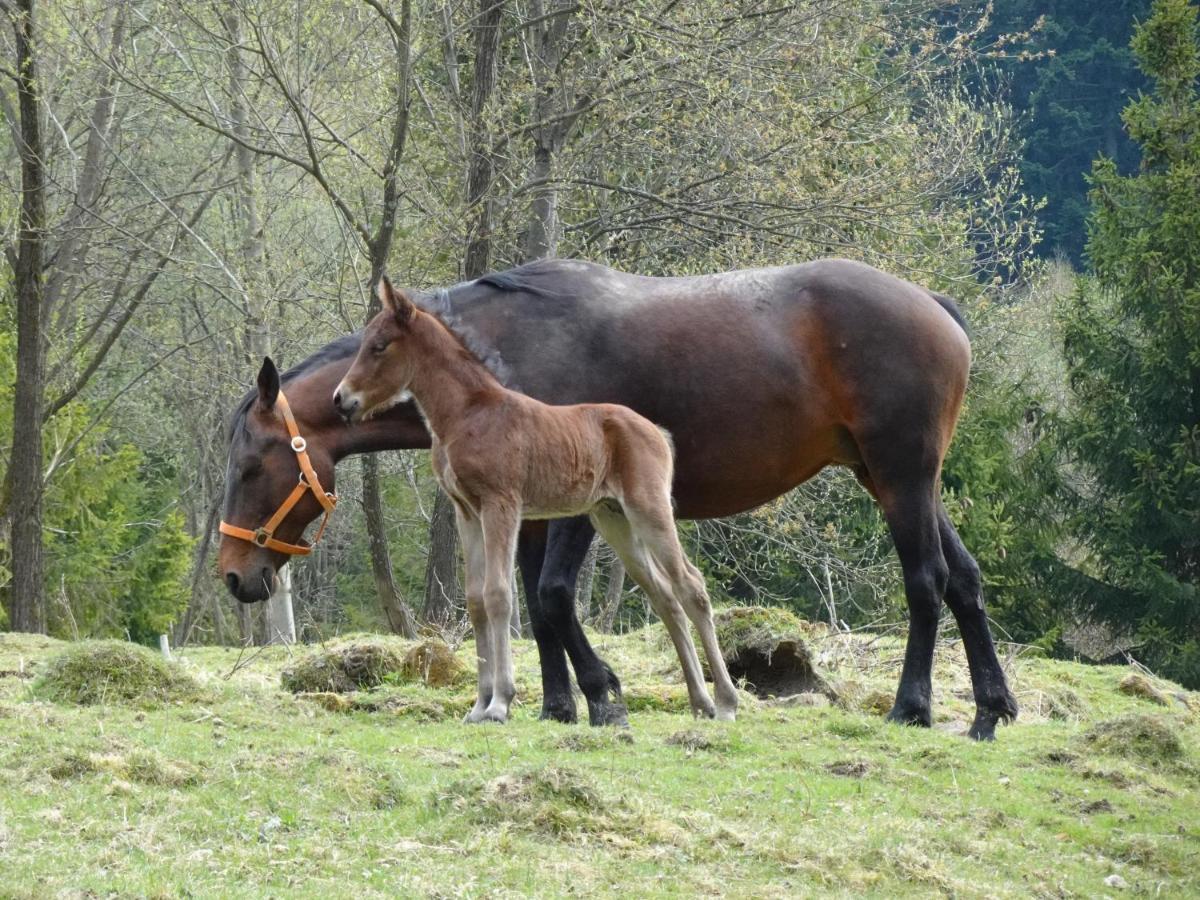 Mysliwski W Gorach